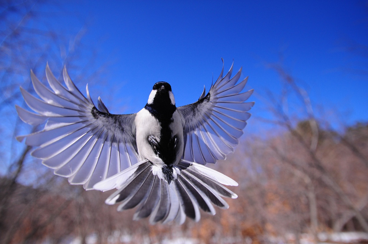 night bird new wing free photo