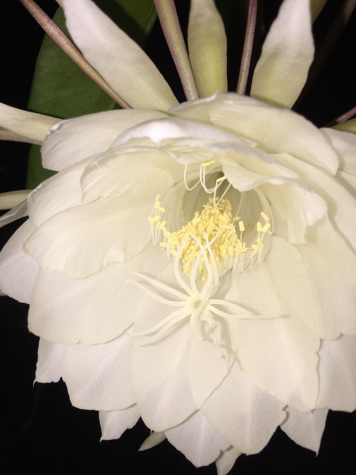 flowers night blooming cereus free pictures free photo
