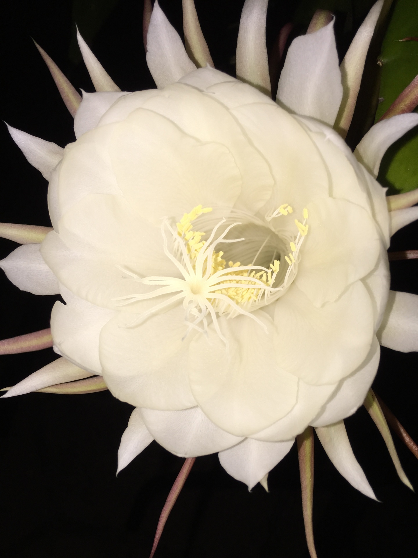 flowers night blooming cereus free pictures free photo