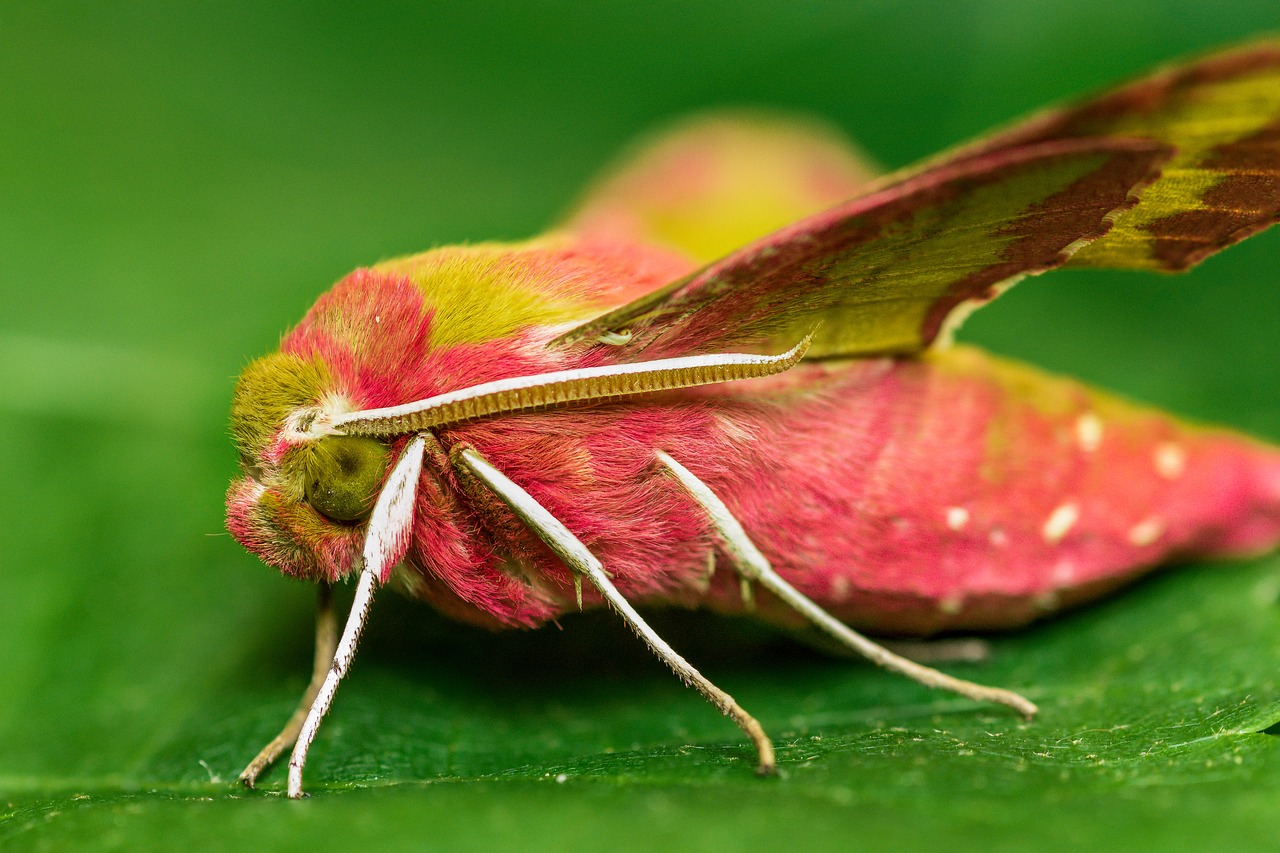 night butterfly hawk butterfly free photo