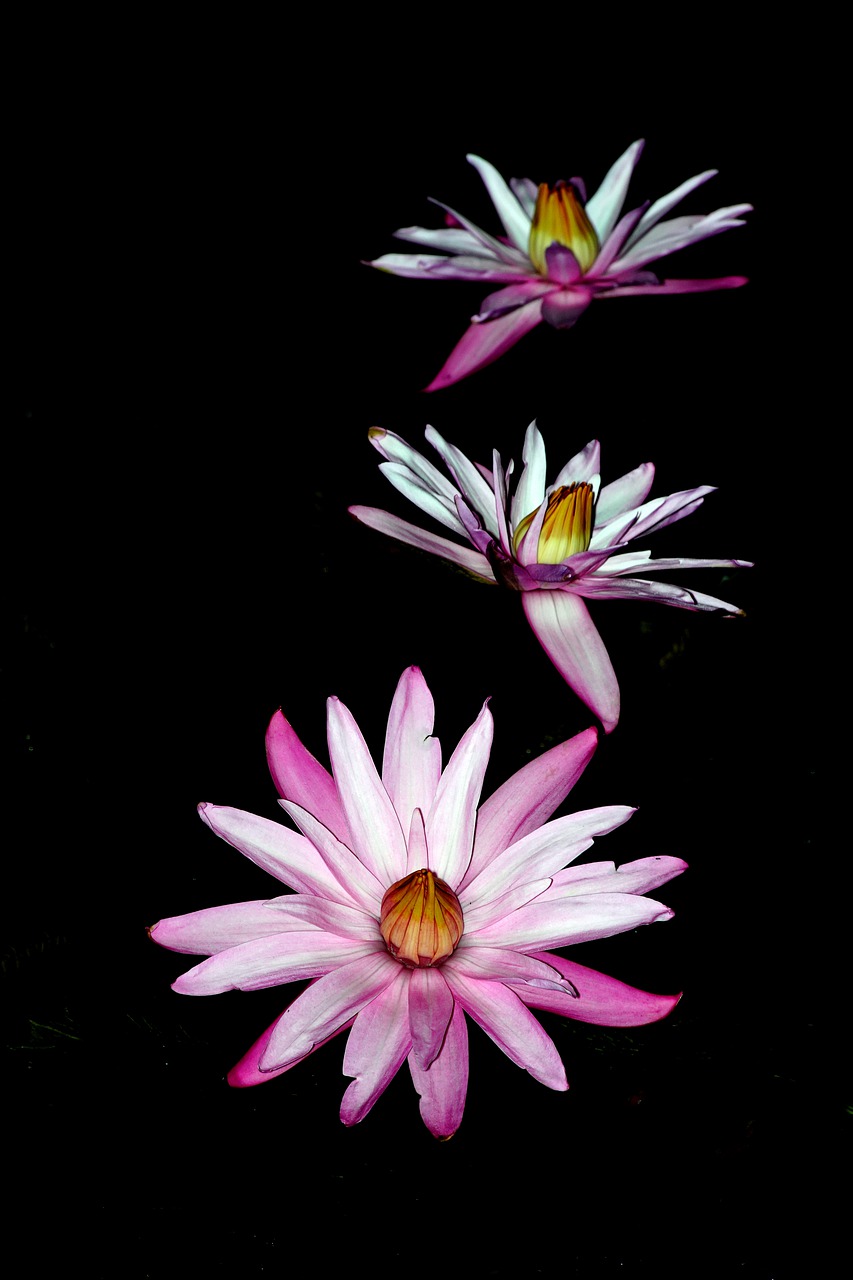 night flower  flower  lotus free photo