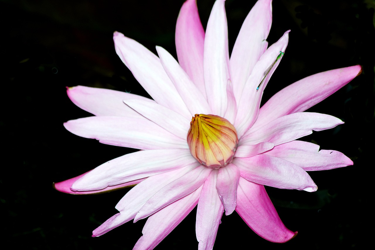 night flower  flower  lotus free photo