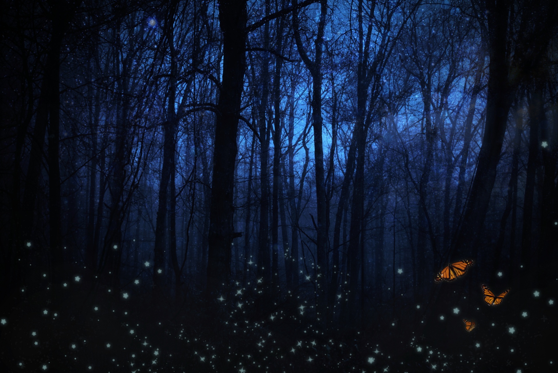 night forest fairy free photo