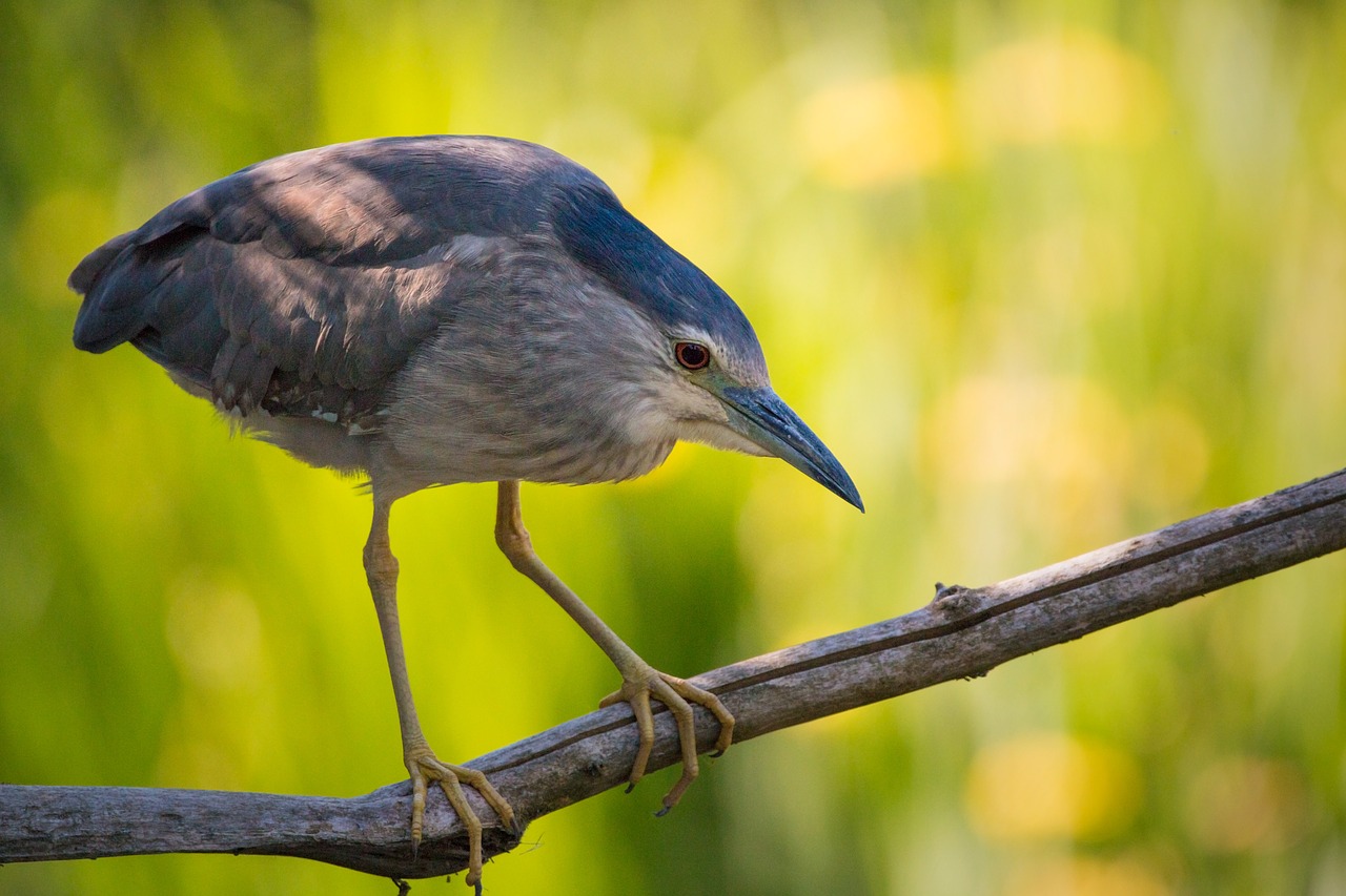 night heron branch sitting free photo