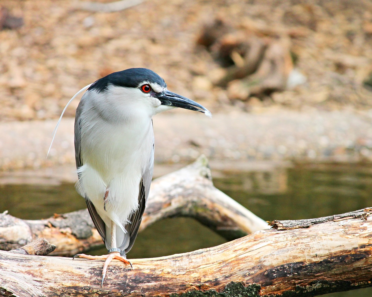 night heron heron bird free photo