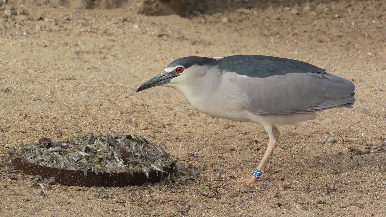 night heron  night heron night  nycticorax nycticorax free photo