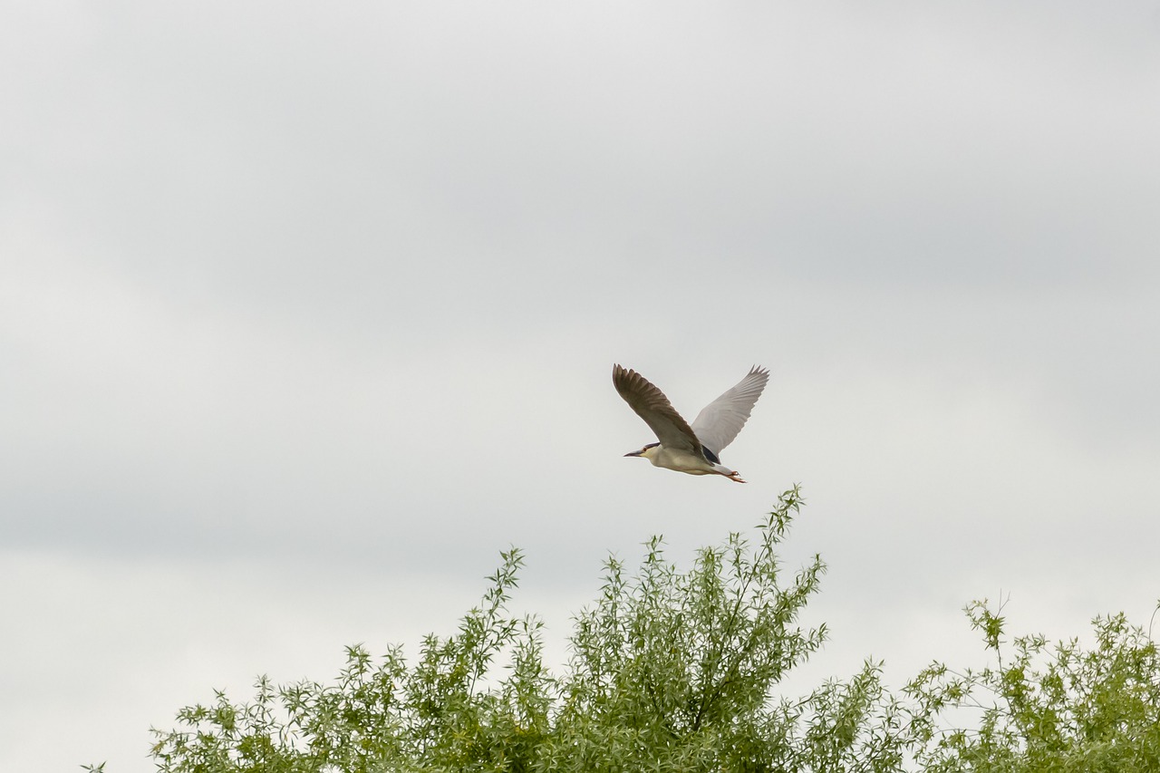 night heron  wader  bird free photo