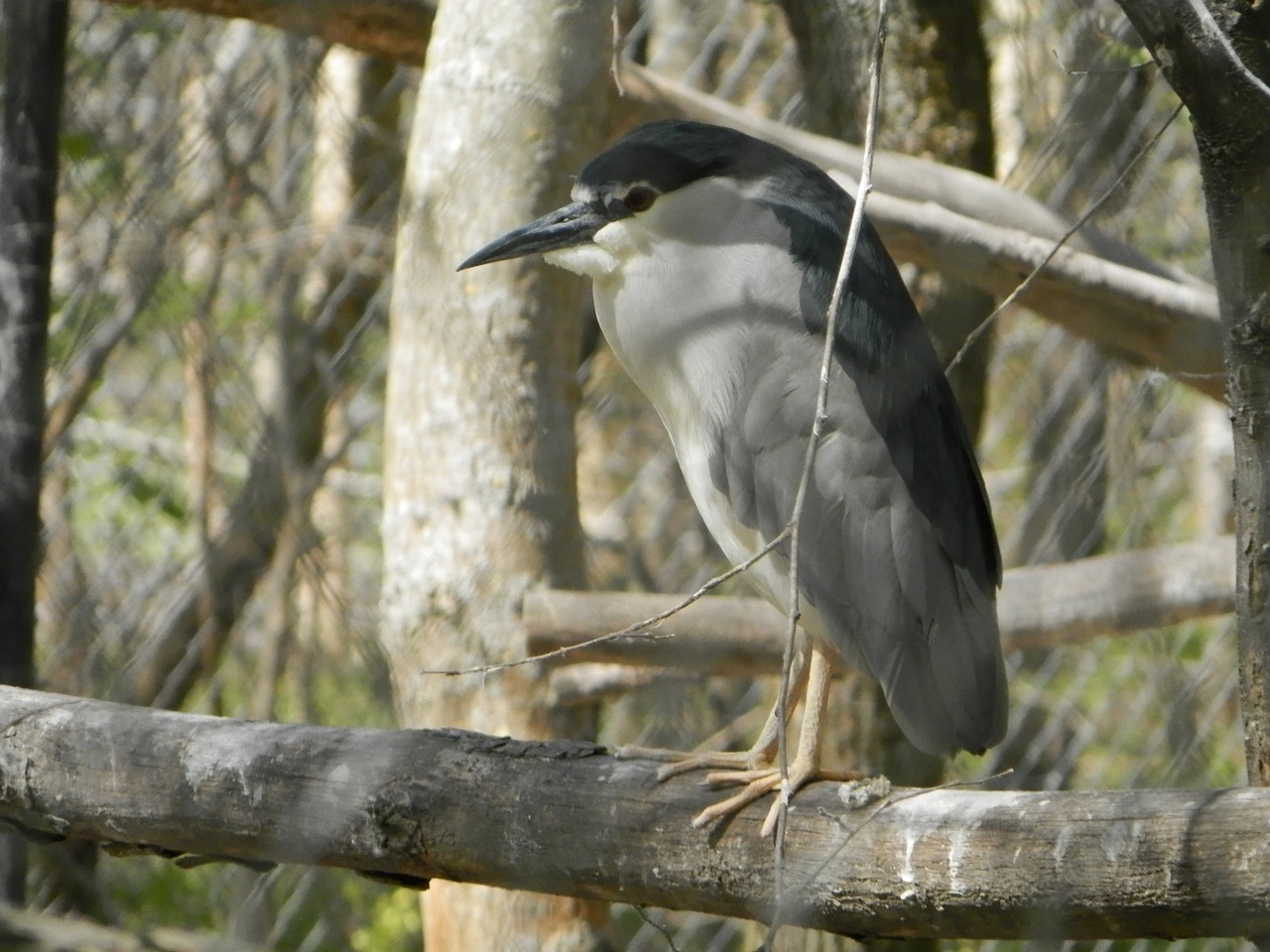 night heron bird zoo free photo