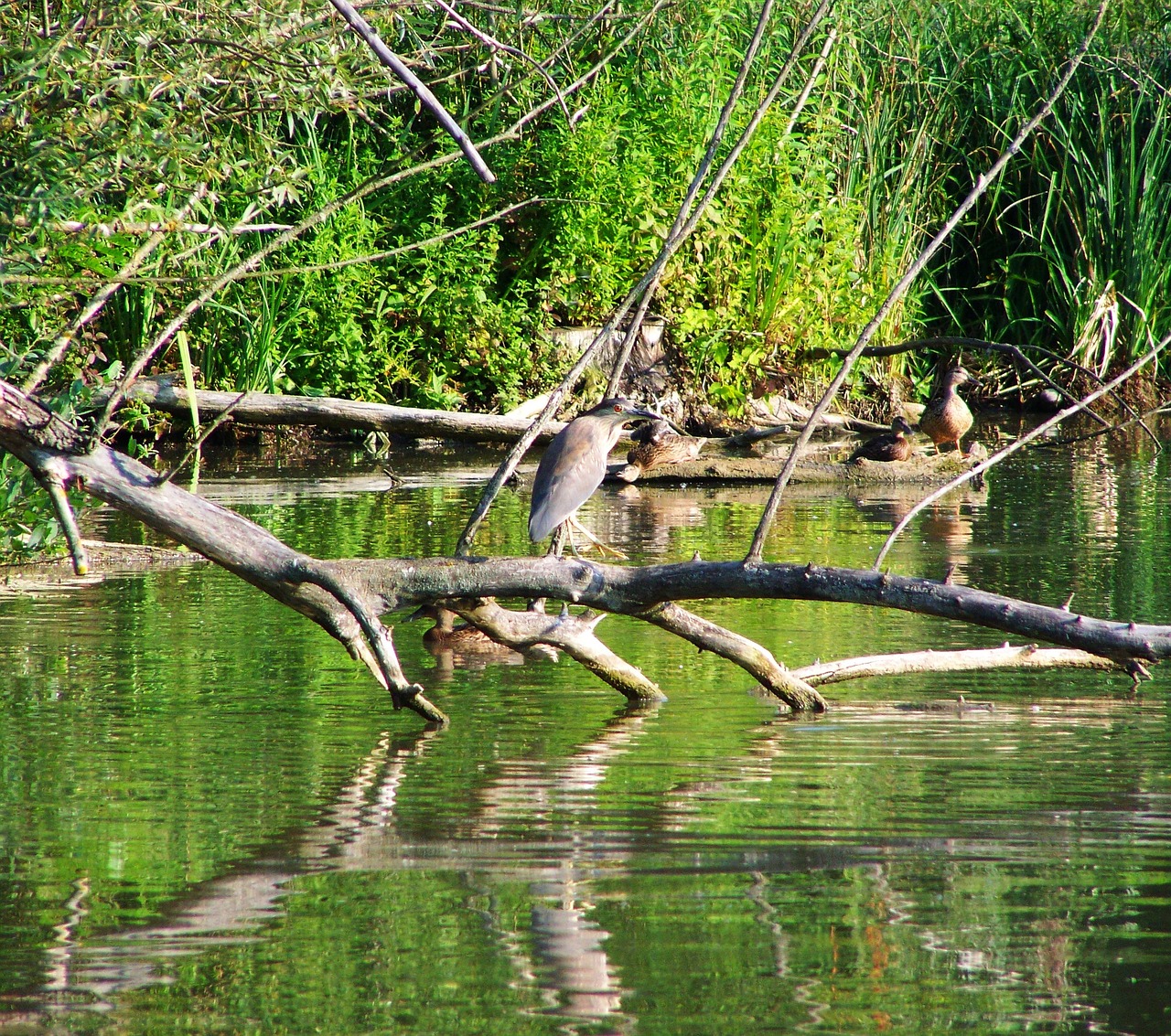 night heron water bird fishing bird free photo