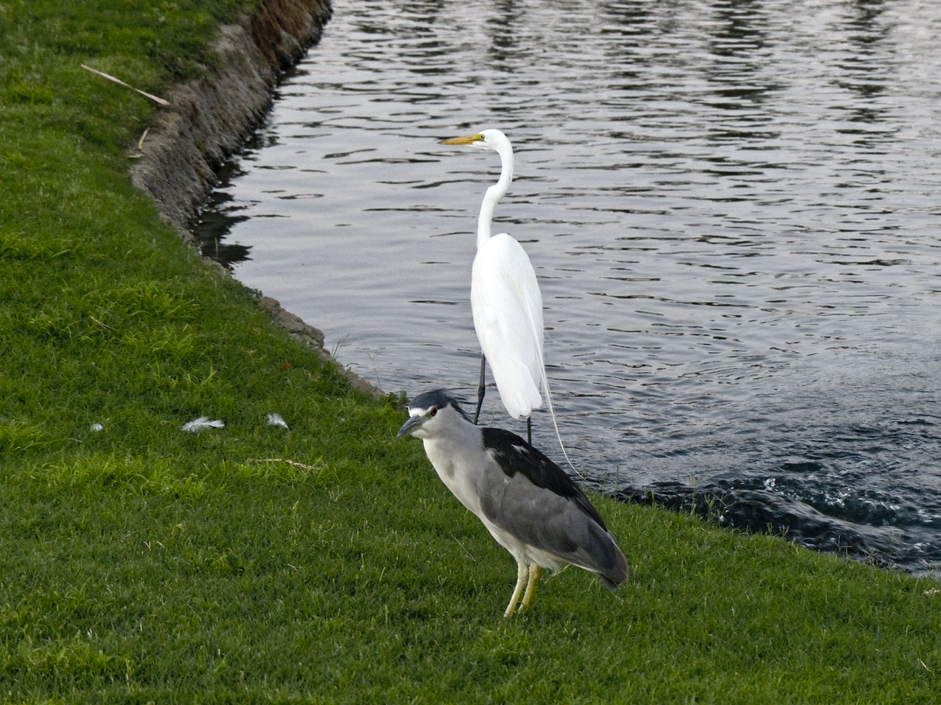 egret heron white free photo