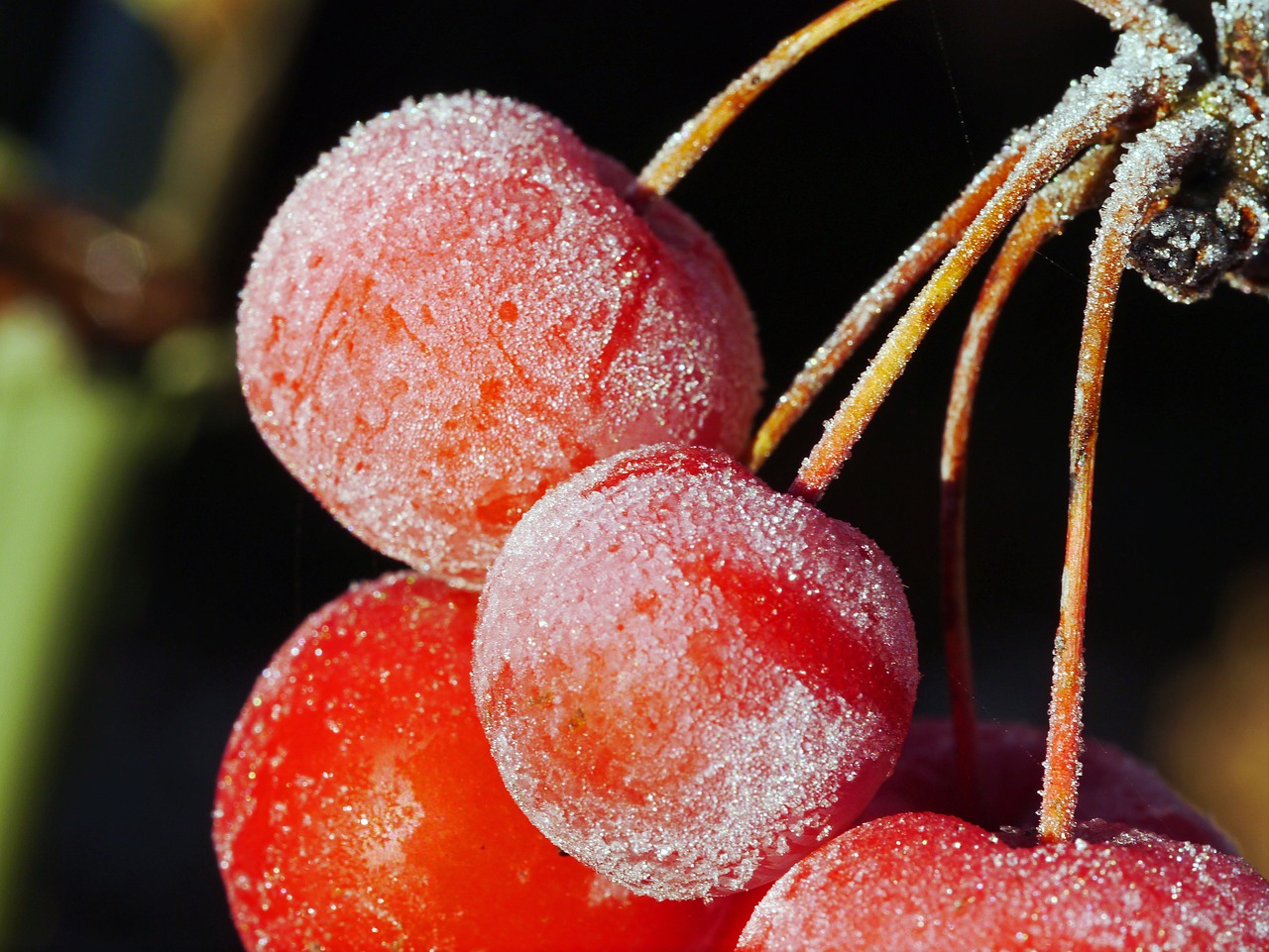 night of frost hoarfrost over-sugared free photo