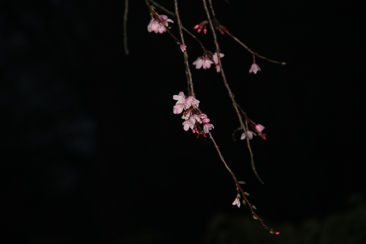 night sakura pink cherry blossom free photo