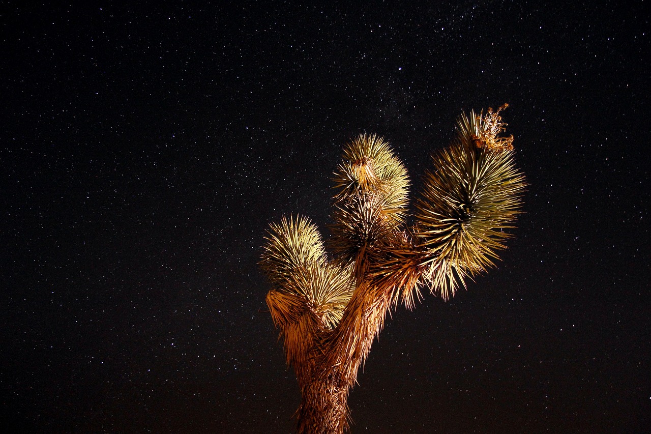 night sky stars desert free photo