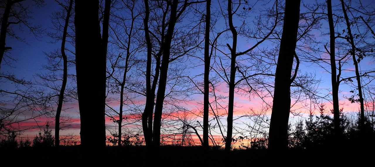 night sky trees sunset free photo