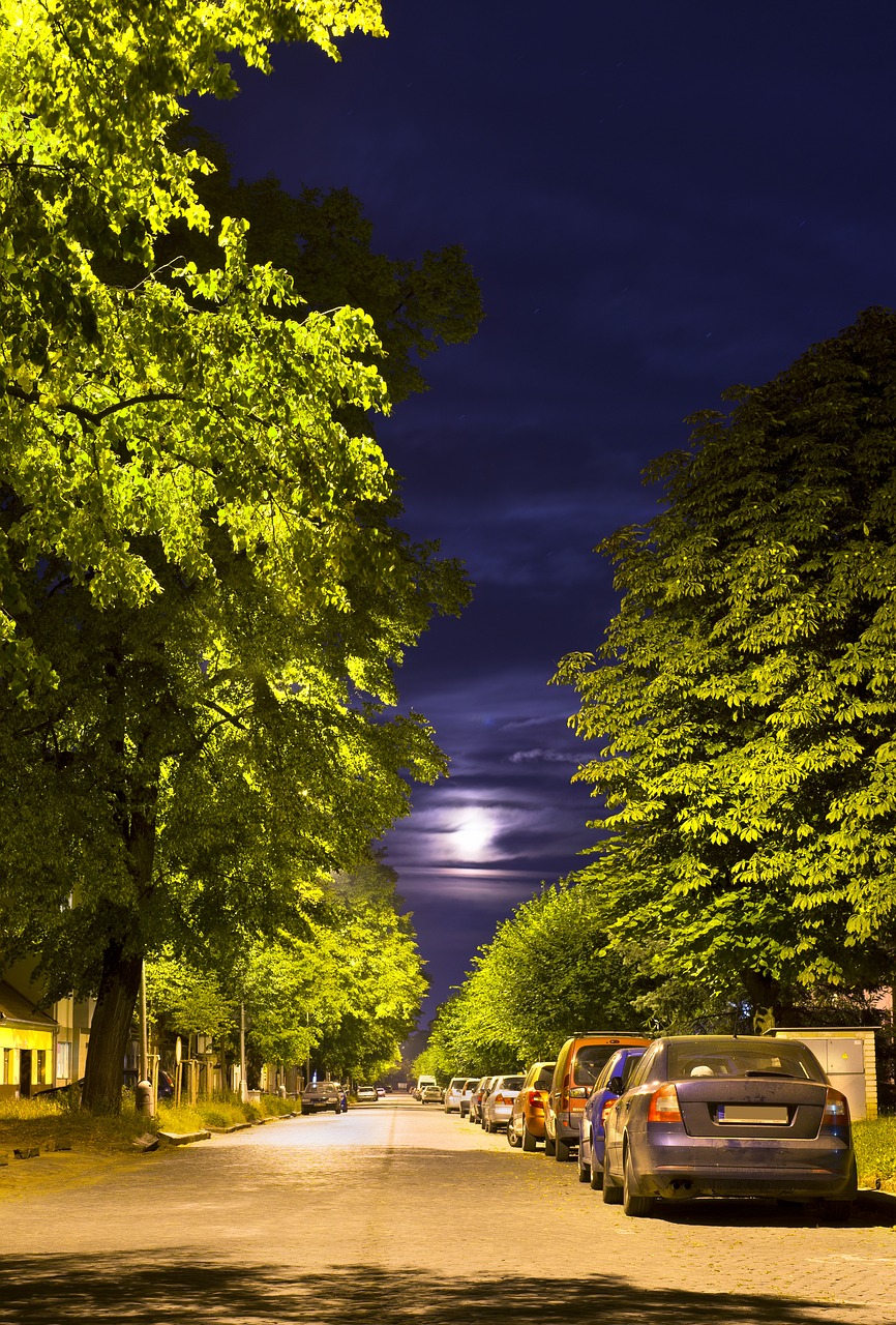 night street paving trees free photo