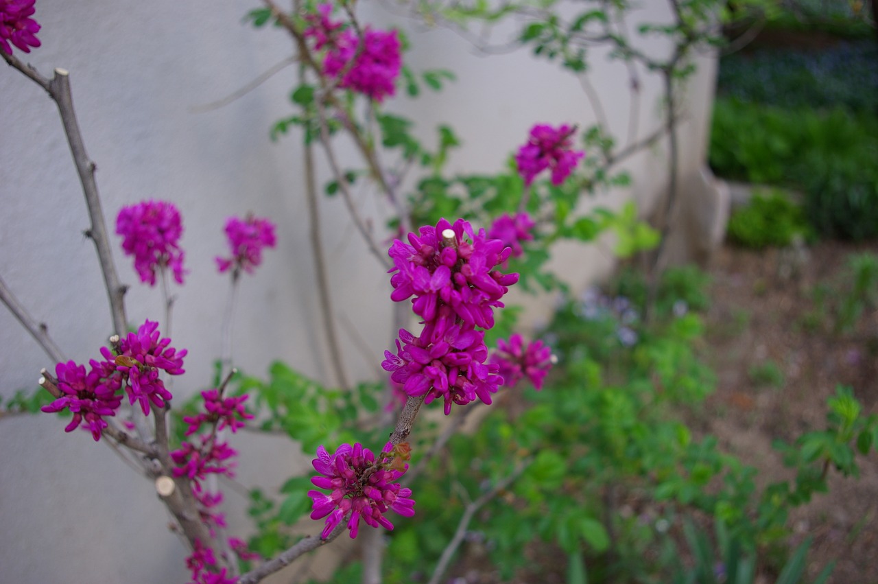 night to flower spring flowers purple flowers free photo