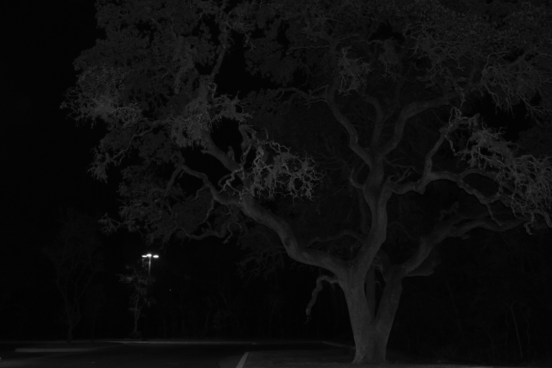 tree halloween night free photo
