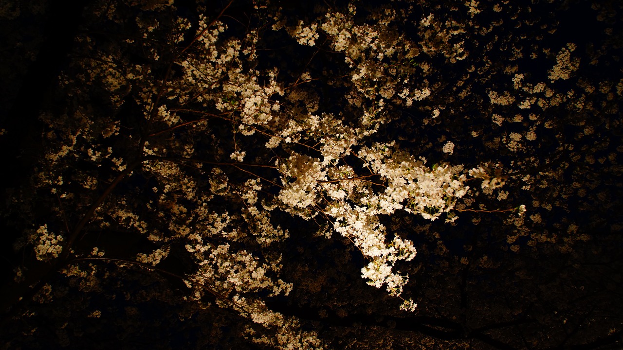 night view cherry blossoms cherry free photo