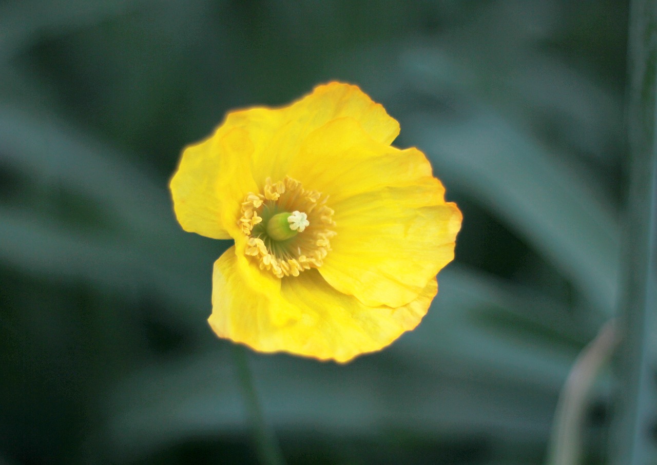 nightcap  yellow  spring free photo