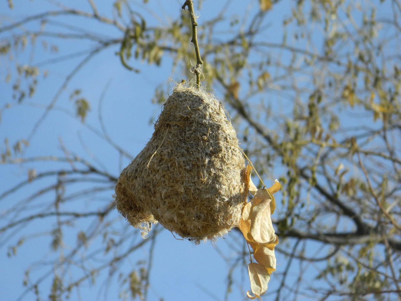 nightingale's nest amin willow tree free photo