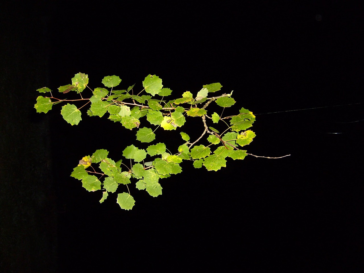 nightshot poplar branch free photo