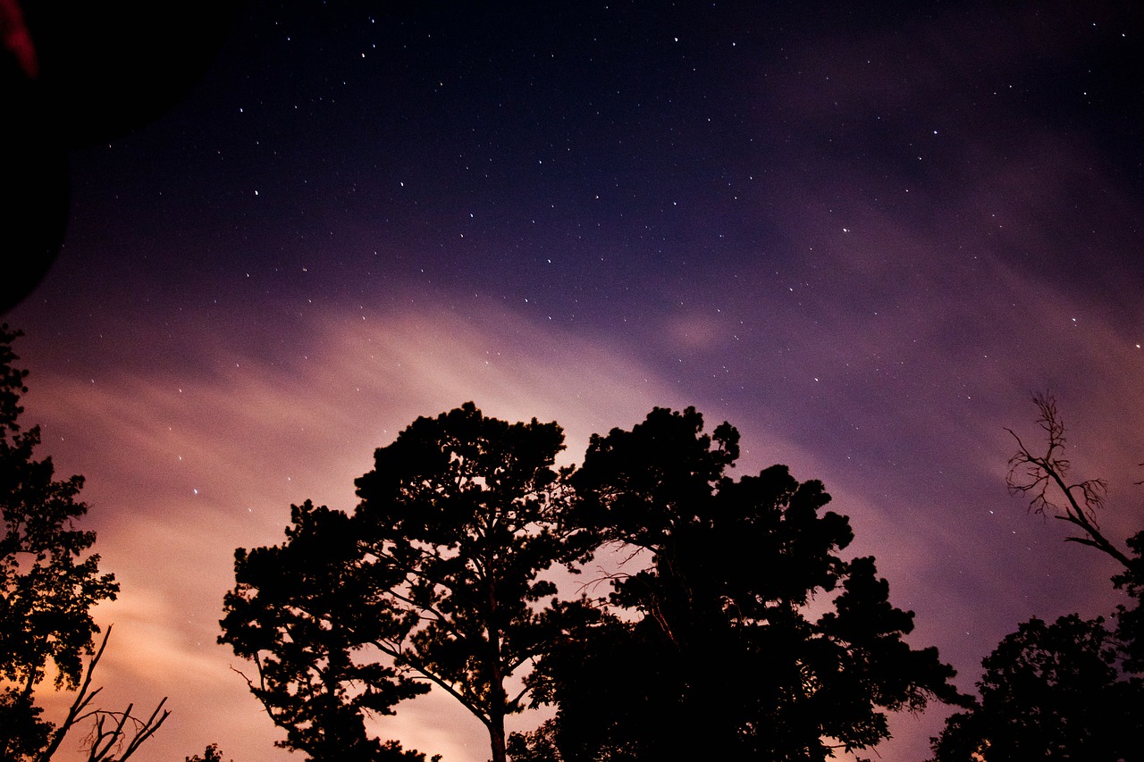 nightsky tree silhouette free photo