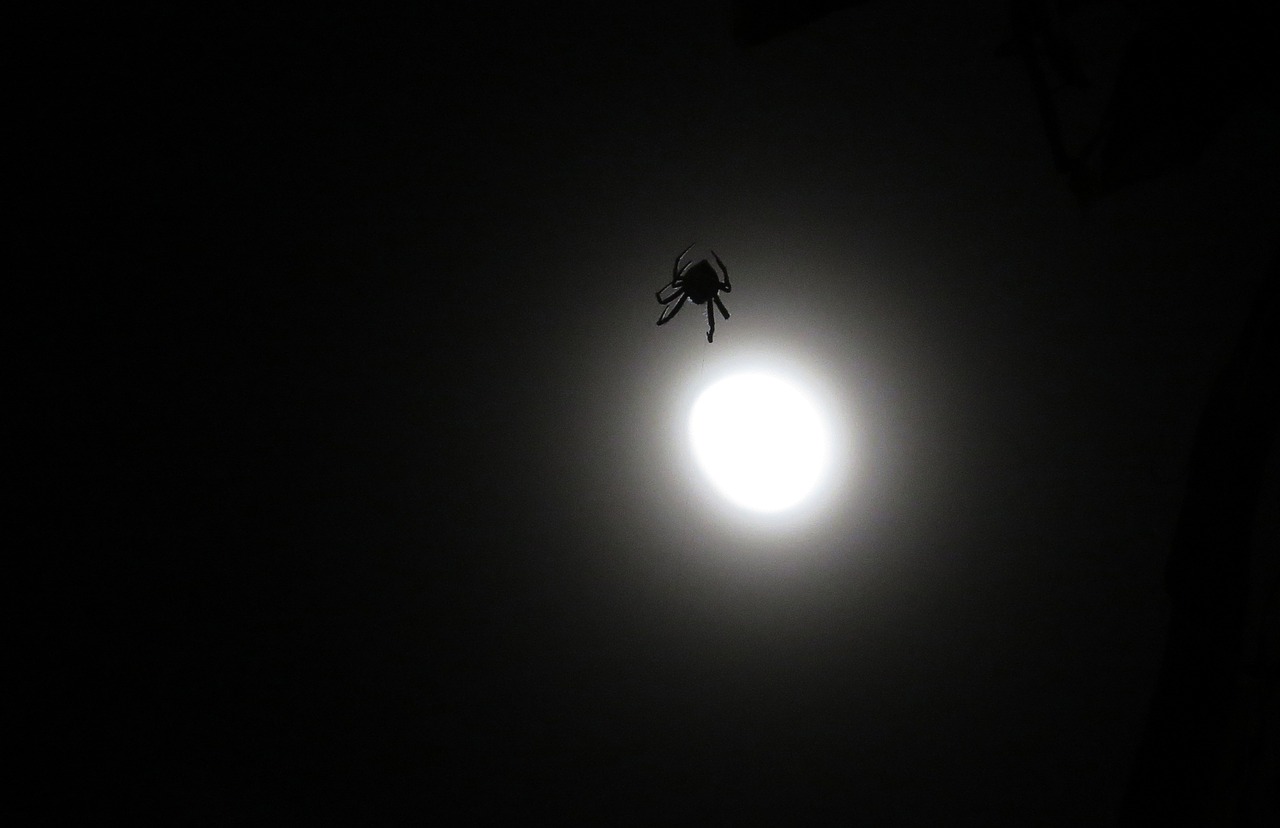 nighttime image spider arachnid free photo