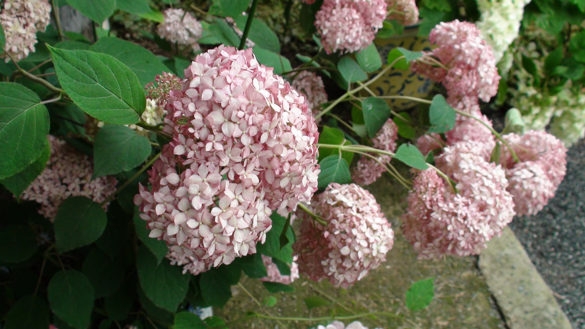 japan hydrangea hydrangea free photo