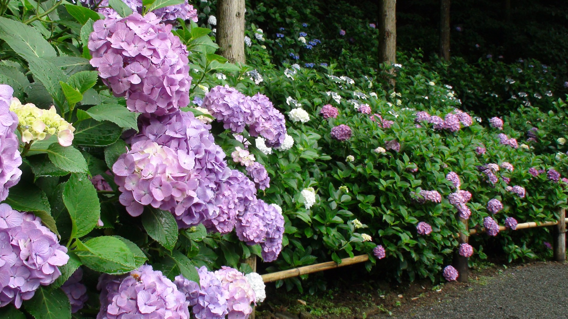 japan hydrangea hydrangea free photo