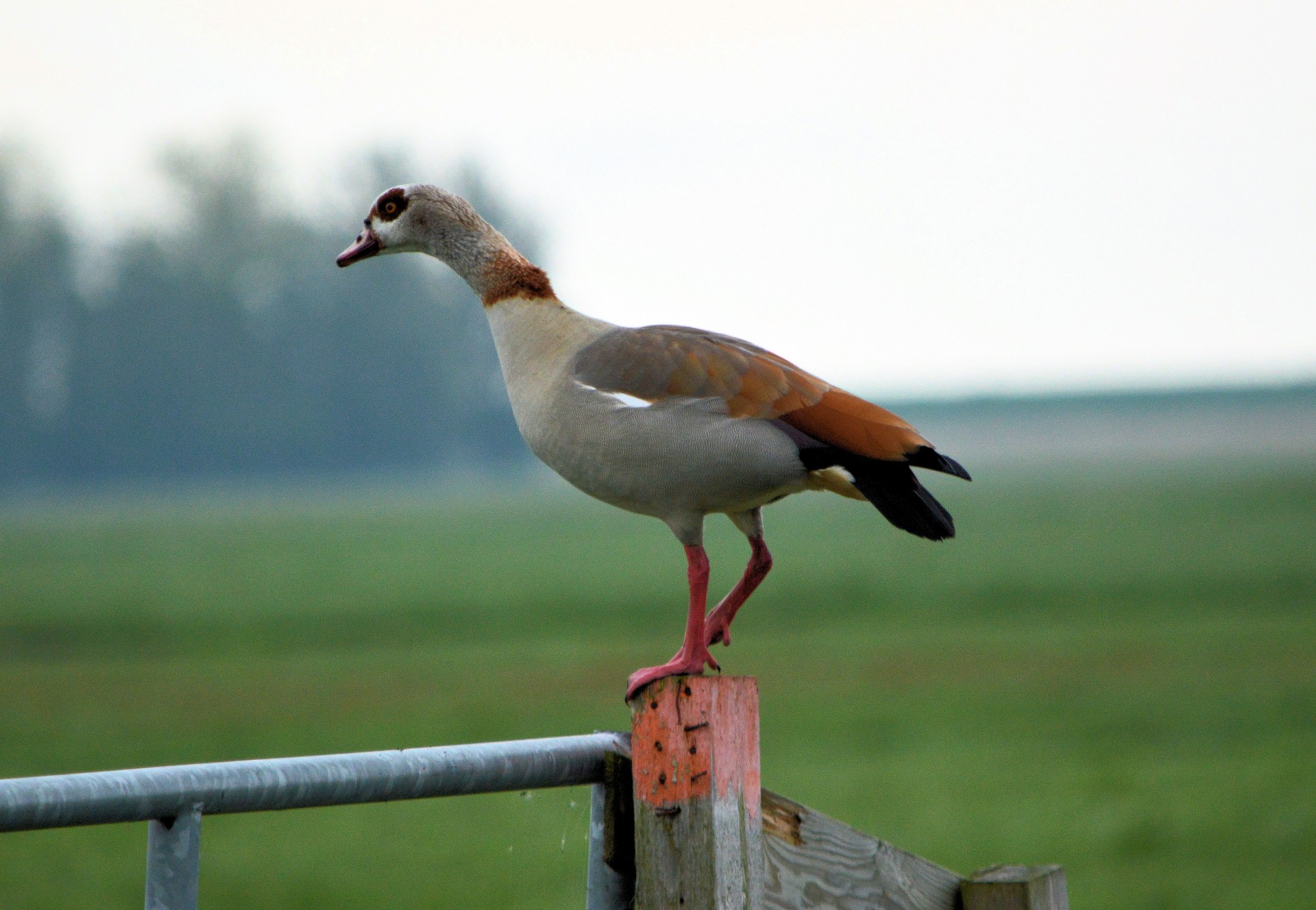 goose waterfowl water bird free photo