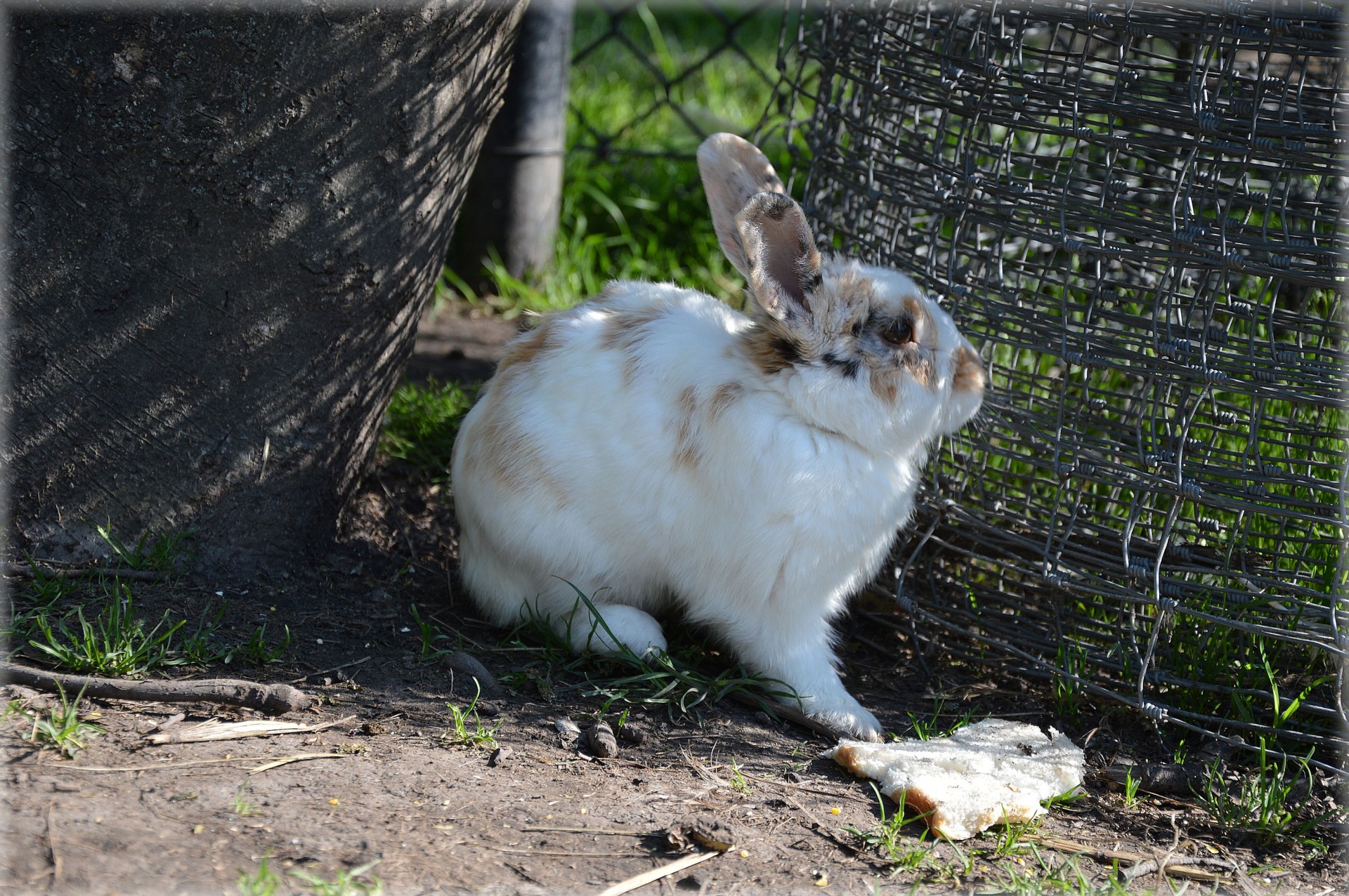 rodent rabbit farm free photo