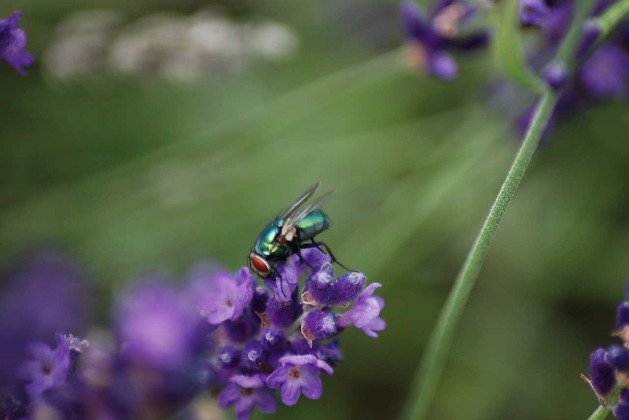 nikon d5100 fly lavender free photo