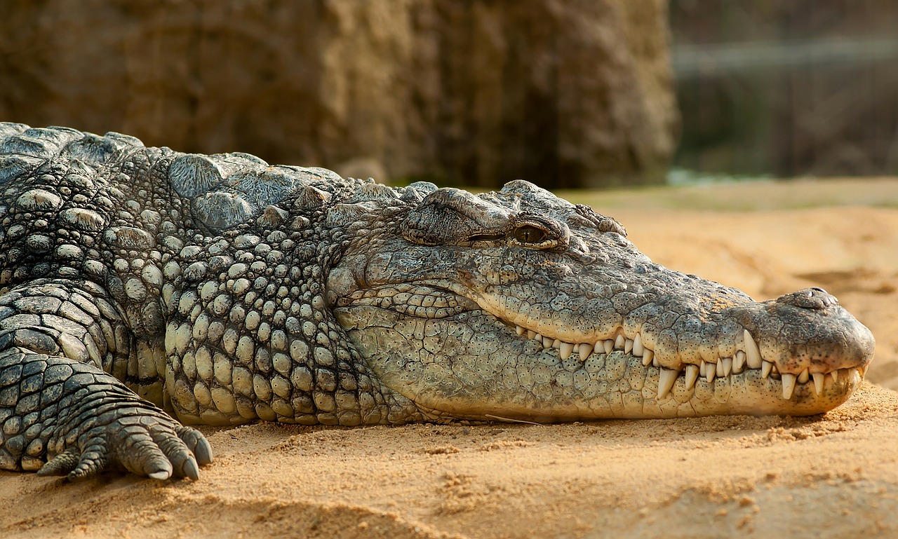 nile crocodile crocodylus niloticus zoo free photo