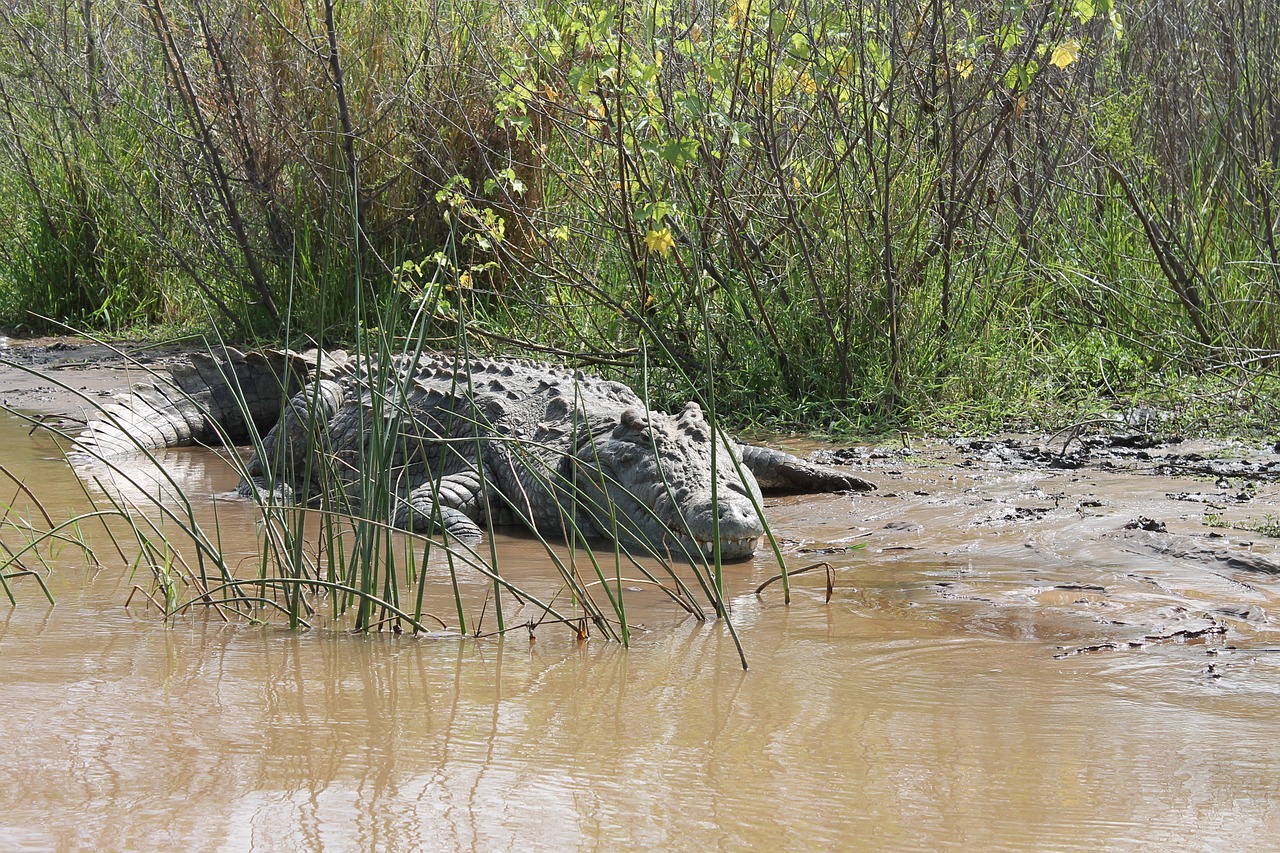 crocodile nile lake chamo free photo