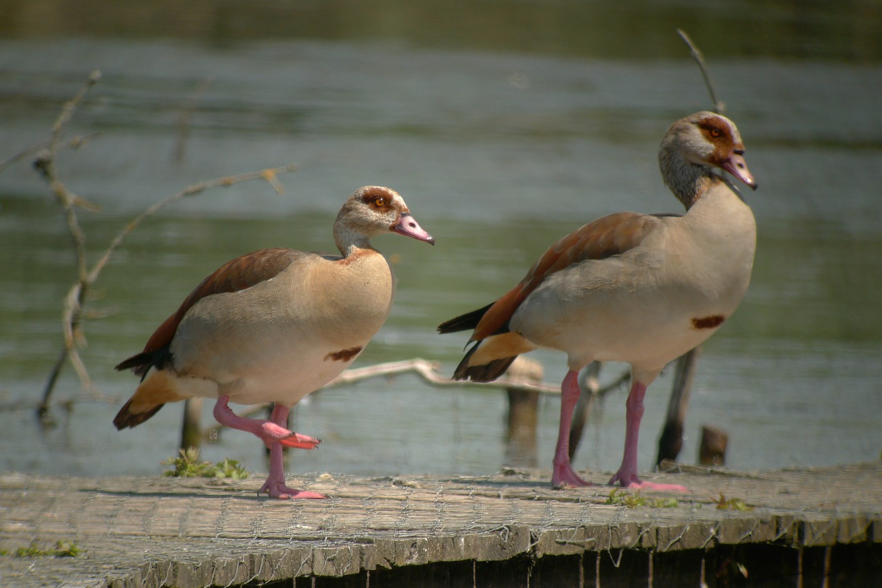 nile goose birds nature free photo