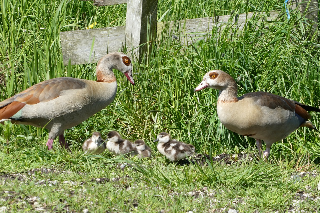 nile goose  fledglings  boy free photo