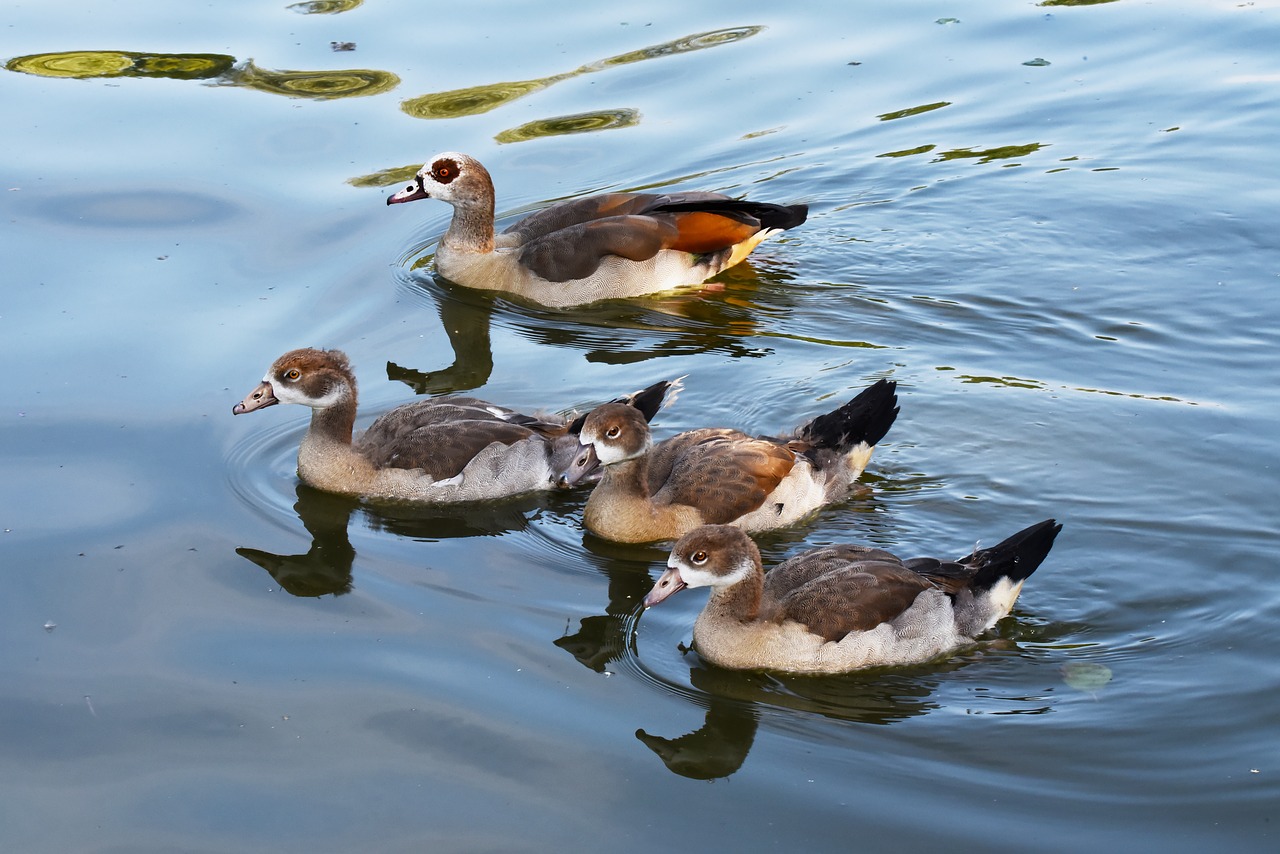 nile goose  duck  chick free photo