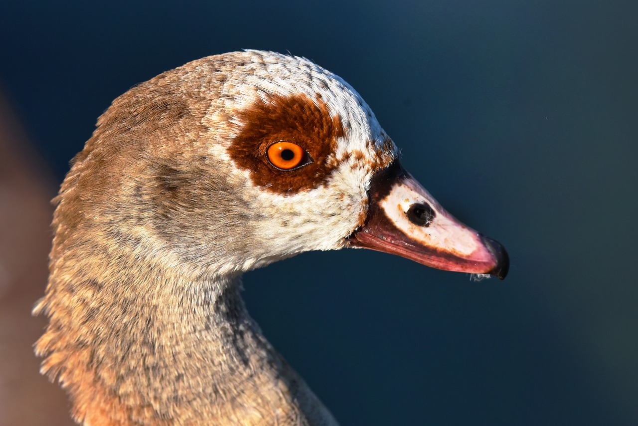 Nile goose, duck, bird, waterbird, animal - free image from needpix.com