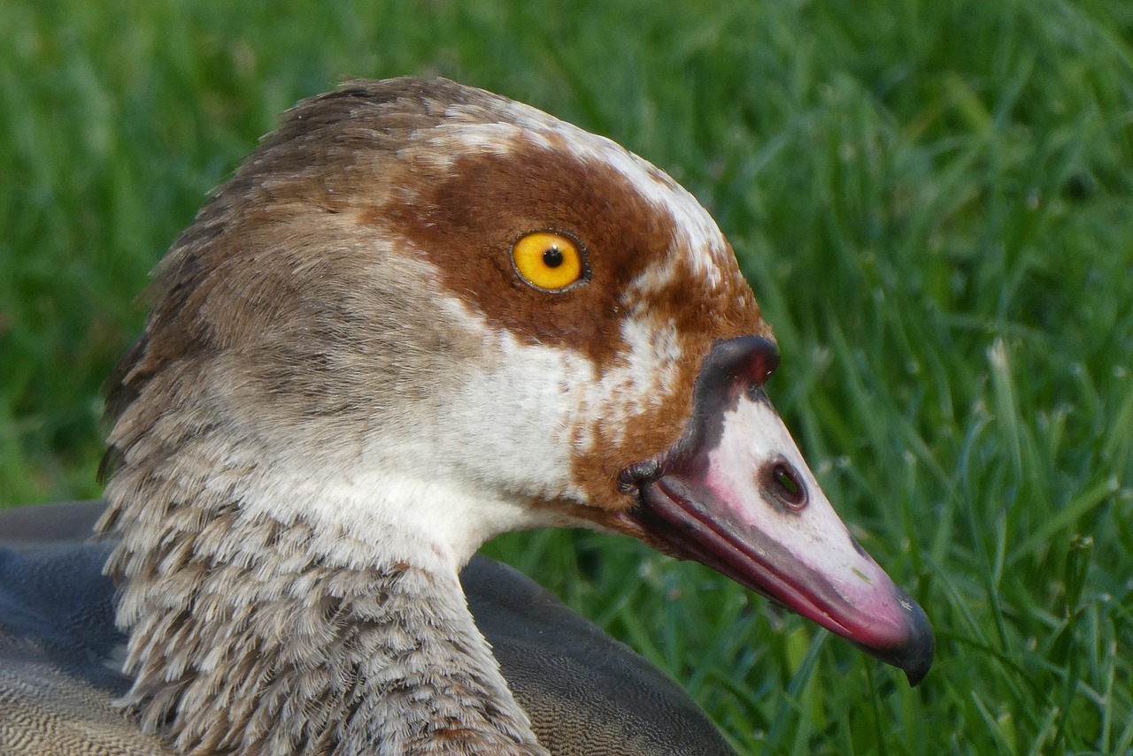 nile goose  head  eyes free photo