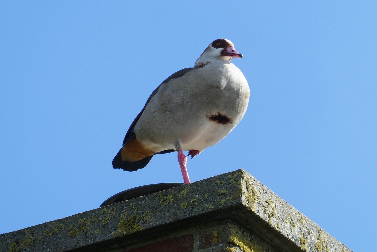 nile goose  feathers  chimney free photo