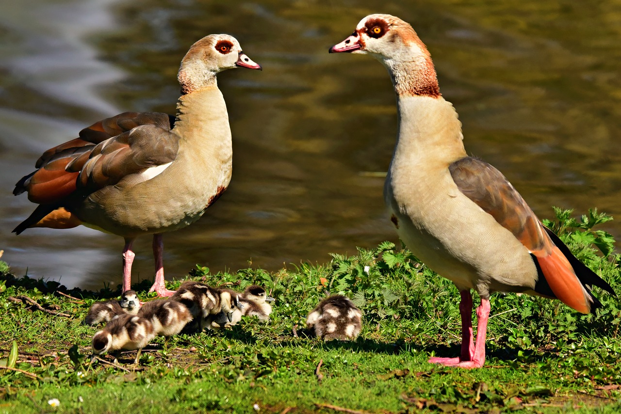 nile goose  duck  water bird free photo