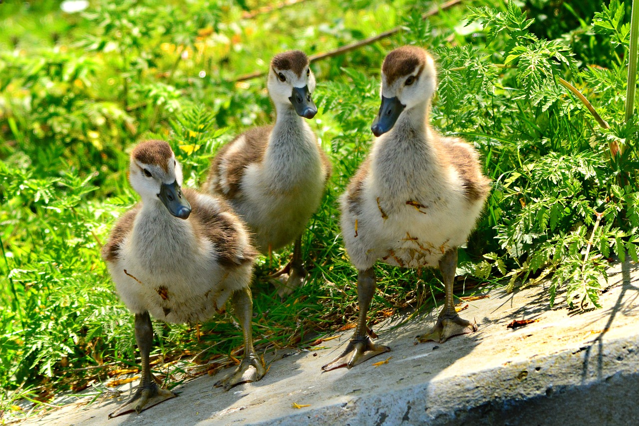 nile goose  duck  water bird free photo