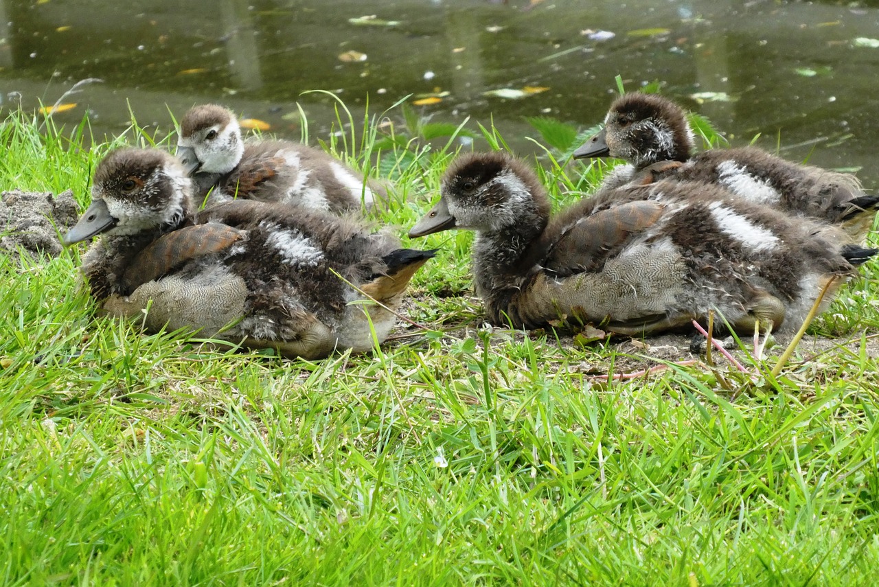 nile goose  chicks  geese free photo