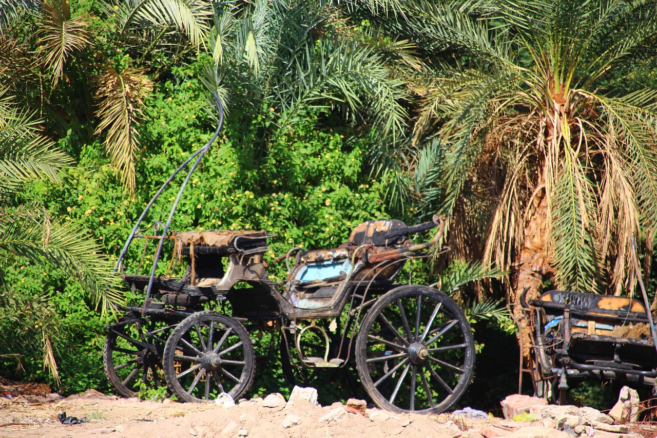 nile river coach palm trees free photo