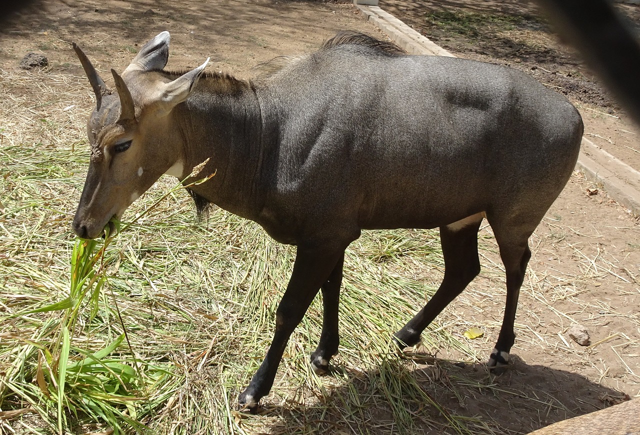 nilgai  blue bull  male free photo