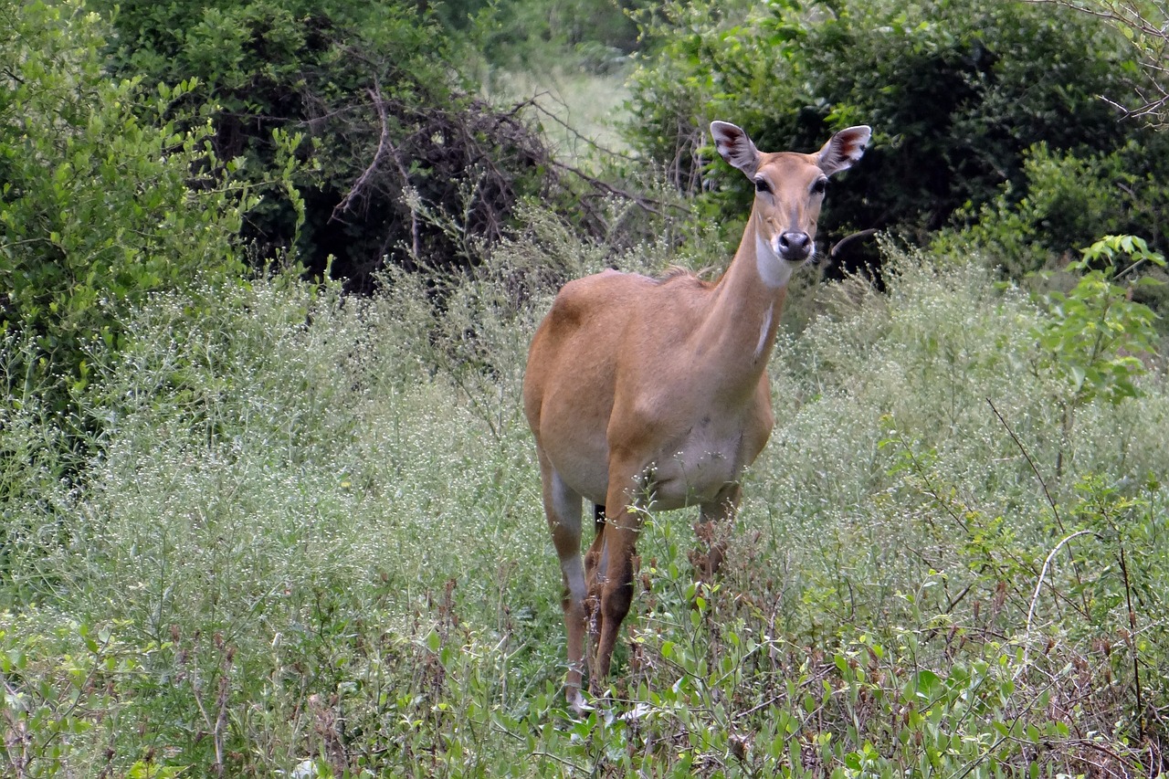 nilgai antelope boselaphus tragocamelus free photo