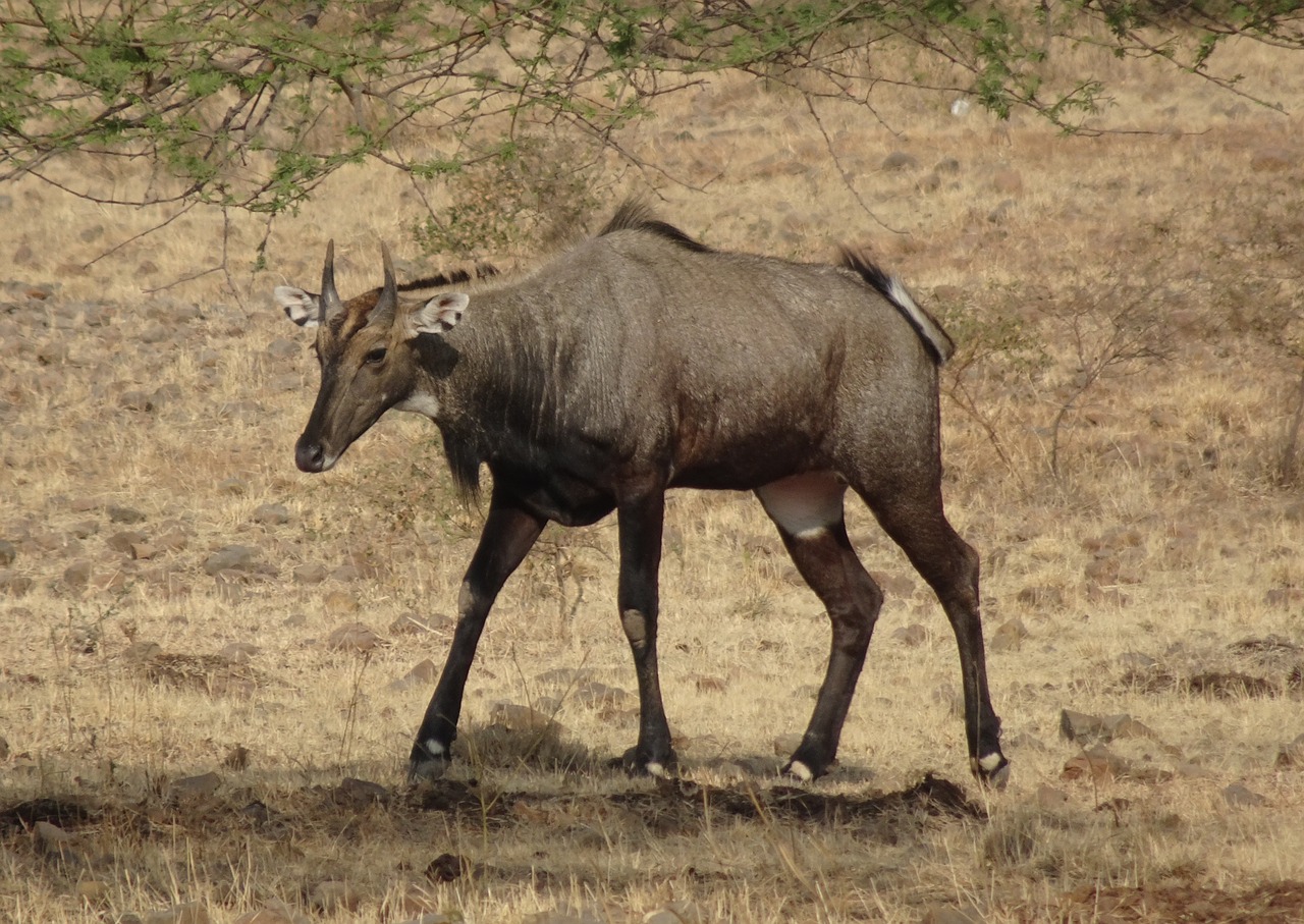 nilgai  antelope  animal free photo