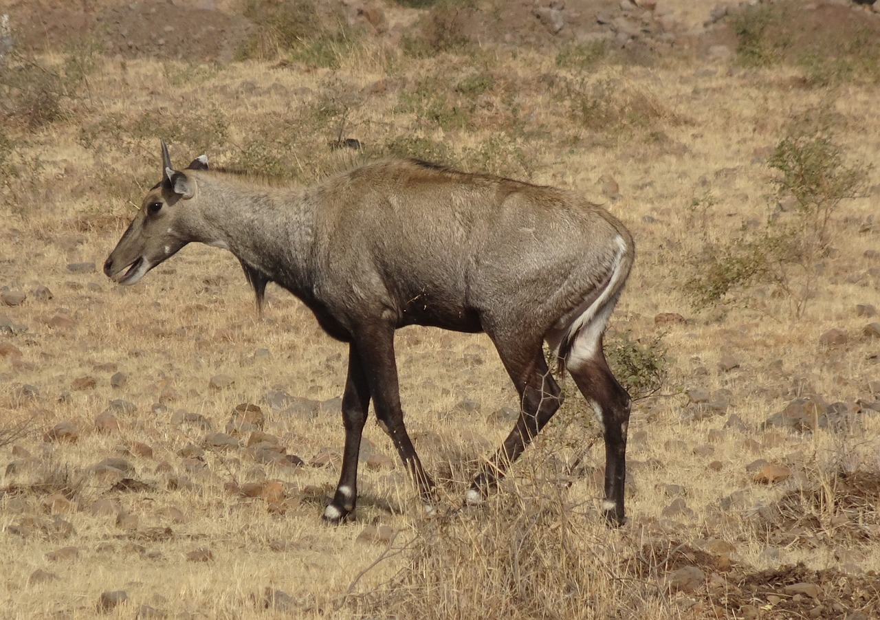 nilgai  antelope  animal free photo