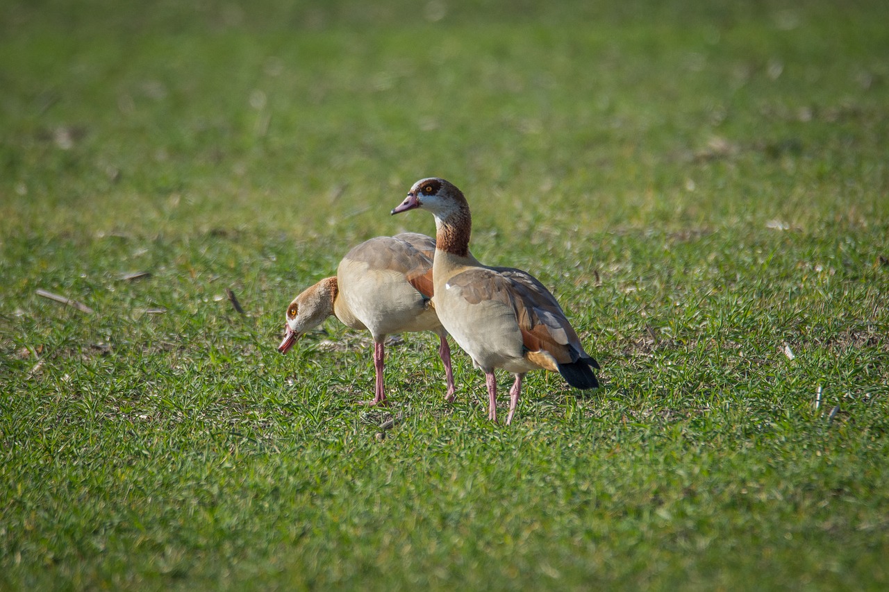 nilgans goose field free photo