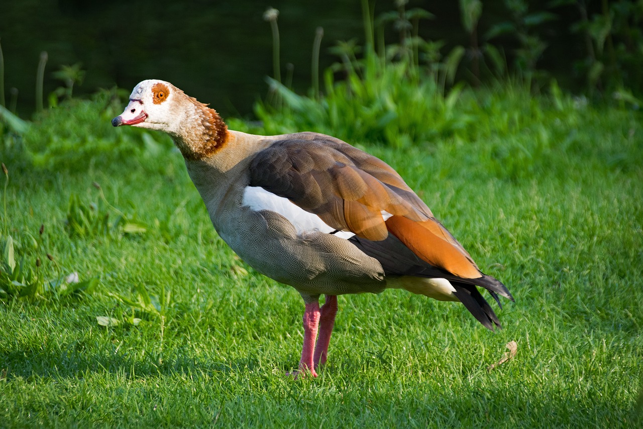 nilgans alopochen egypt goose free photo